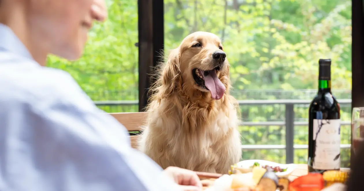 愛犬と過ごす、特別なひととき。